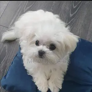 1-3 months Male Purebred Maltese