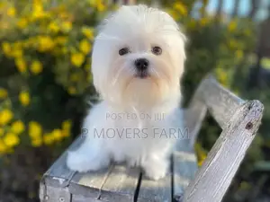 1-3 months Male Purebred Maltese