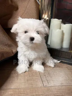 1-3 months Male Purebred Maltese