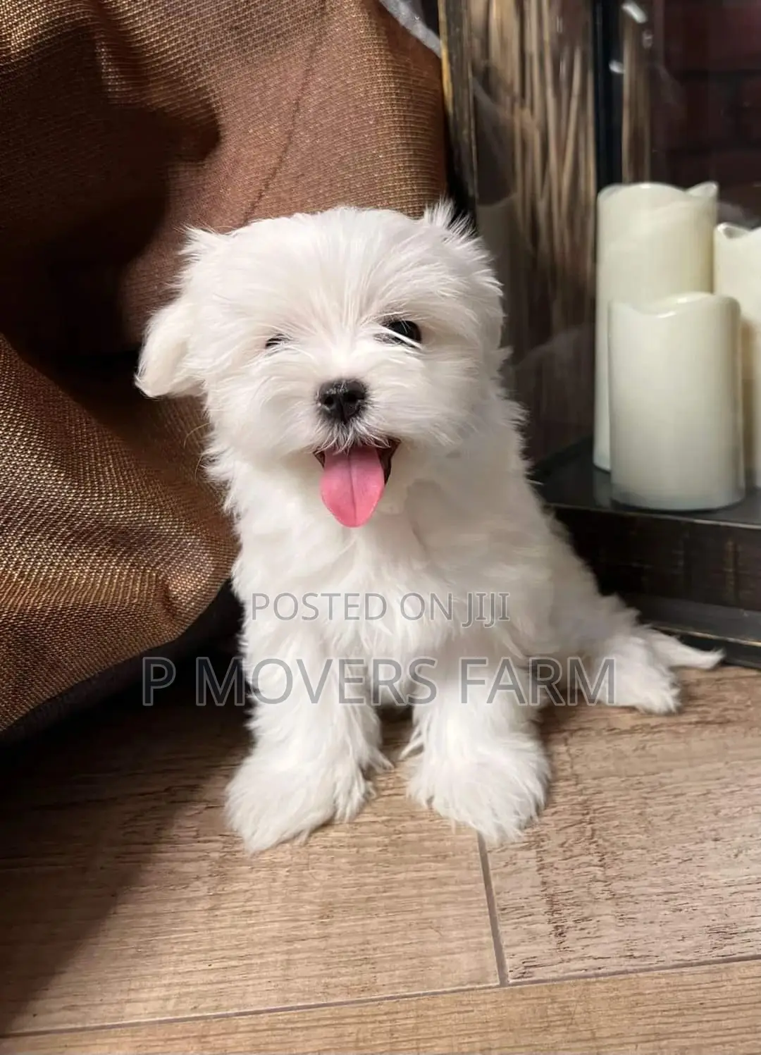 1-3 months Male Purebred Maltese