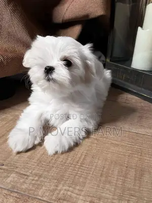 1-3 months Male Purebred Maltese