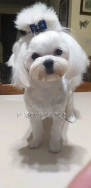 1-3 months Male Purebred Maltese