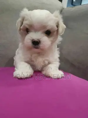 1-3 months Male Purebred Maltese