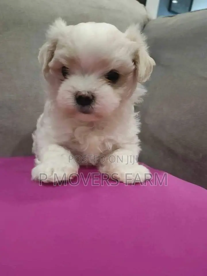 1-3 months Male Purebred Maltese