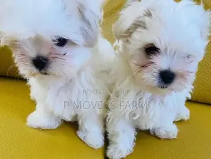 1-3 months Female Purebred Maltese