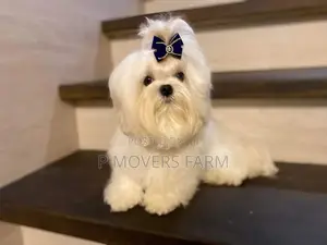 1-3 months Male Purebred Maltese
