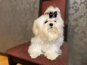 1-3 months Male Purebred Maltese