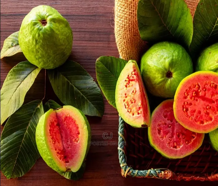 Jumbo Red Guava Seedlings For Sale