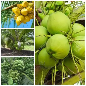 Dwarf Coconut Seedlings for Sale