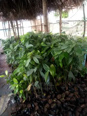 Quality Grafted N Ungrafted Hass,Nkuto N Hybrid Pear Seedlin