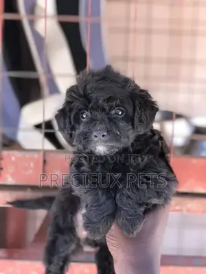 1-3 Months Female Purebred Poodle