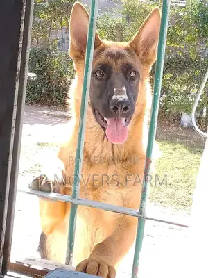 1-3 months Male Purebred German Shepherd