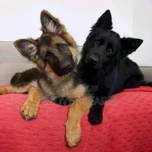 1-3 months Male Purebred German Shepherd