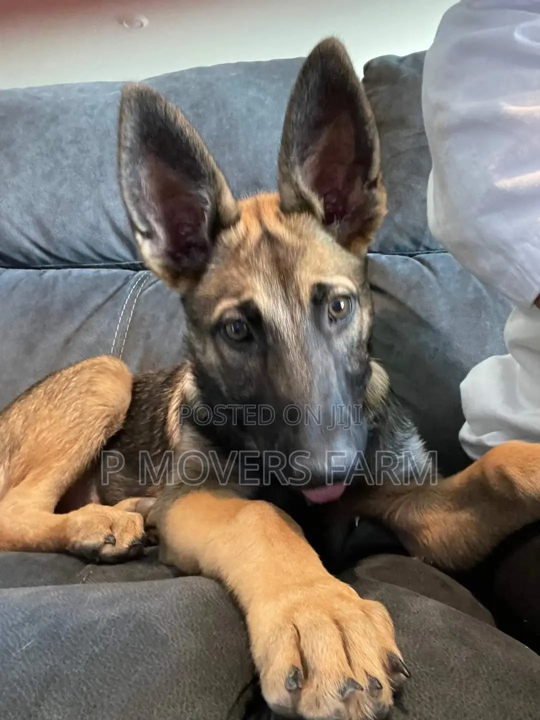 3-6 Months Female Purebred German Shepherd