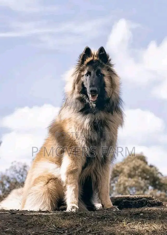 1-3 months Male Purebred German Shepherd