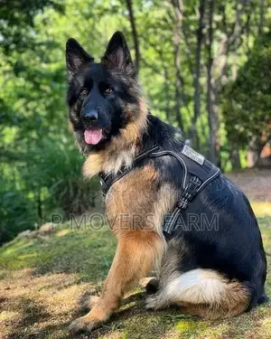 1-3 months Female Purebred German Shepherd