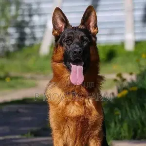 1-3 Months Male Purebred German Shepherd