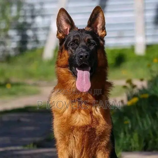1-3 Months Male Purebred German Shepherd