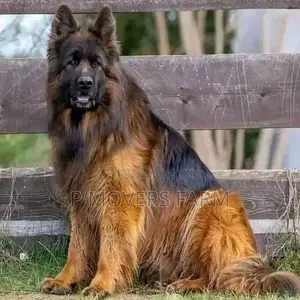 1-3 Months Male Purebred German Shepherd