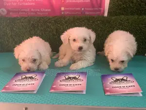 1-3 Months Male Purebred Maltese