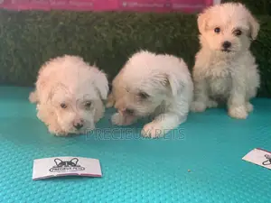 1-3 Months Female Purebred Maltese