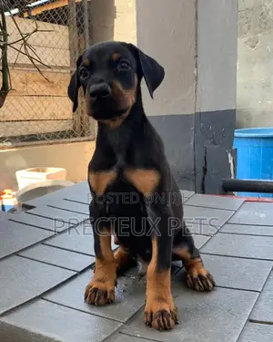 3-6 Months Male Purebred Doberman Pinscher