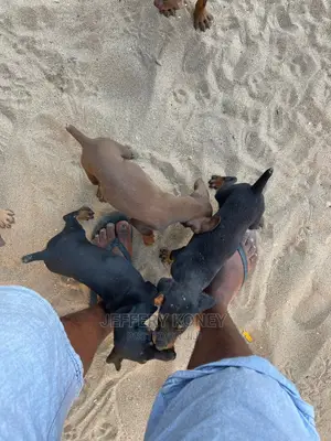 1-3 months Male Purebred Doberman Pinscher
