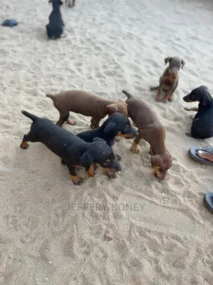 1-3 months Male Purebred Doberman Pinscher