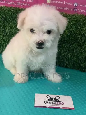 1-3 Months Male Purebred Maltese
