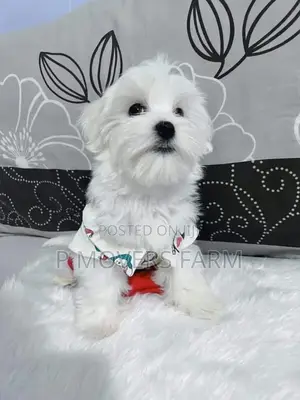 1-3 months Male Purebred Maltese