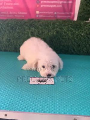 1-3 Months Female Purebred Maltese