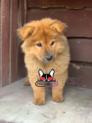 1-3 Months Male Purebred Chow Chow