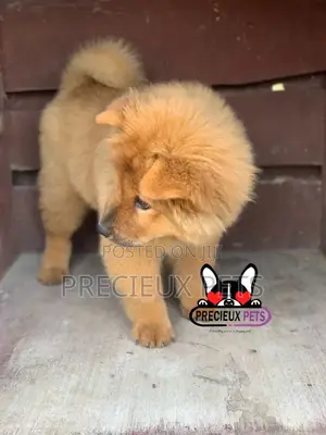 1-3 Months Female Purebred Chow Chow