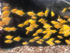 Tetra Fish’S Available