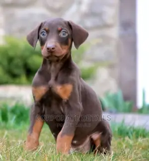 1-3 months Female Purebred Doberman Pinscher