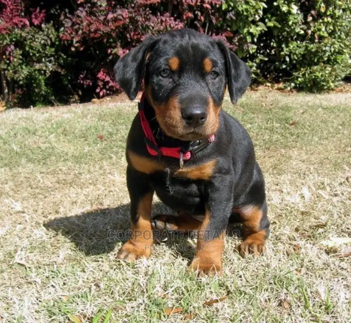 1-3 months Male Purebred Doberman Pinscher