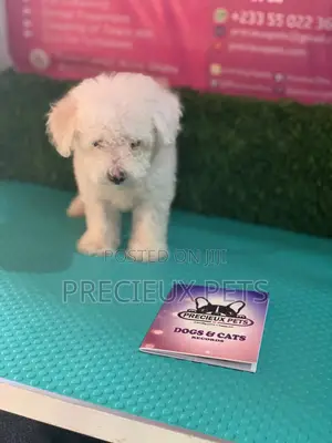 1-3 Months Male Purebred Maltese