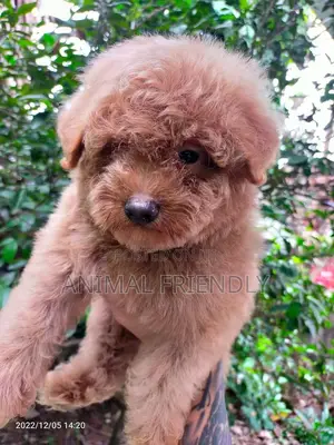 1-3 months Female Purebred Poodle