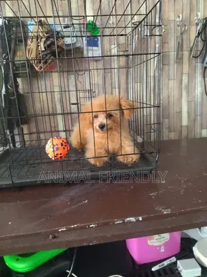 1-3 months Female Purebred Poodle