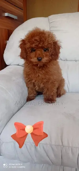 1-3 months Female Purebred Lhasa Apso