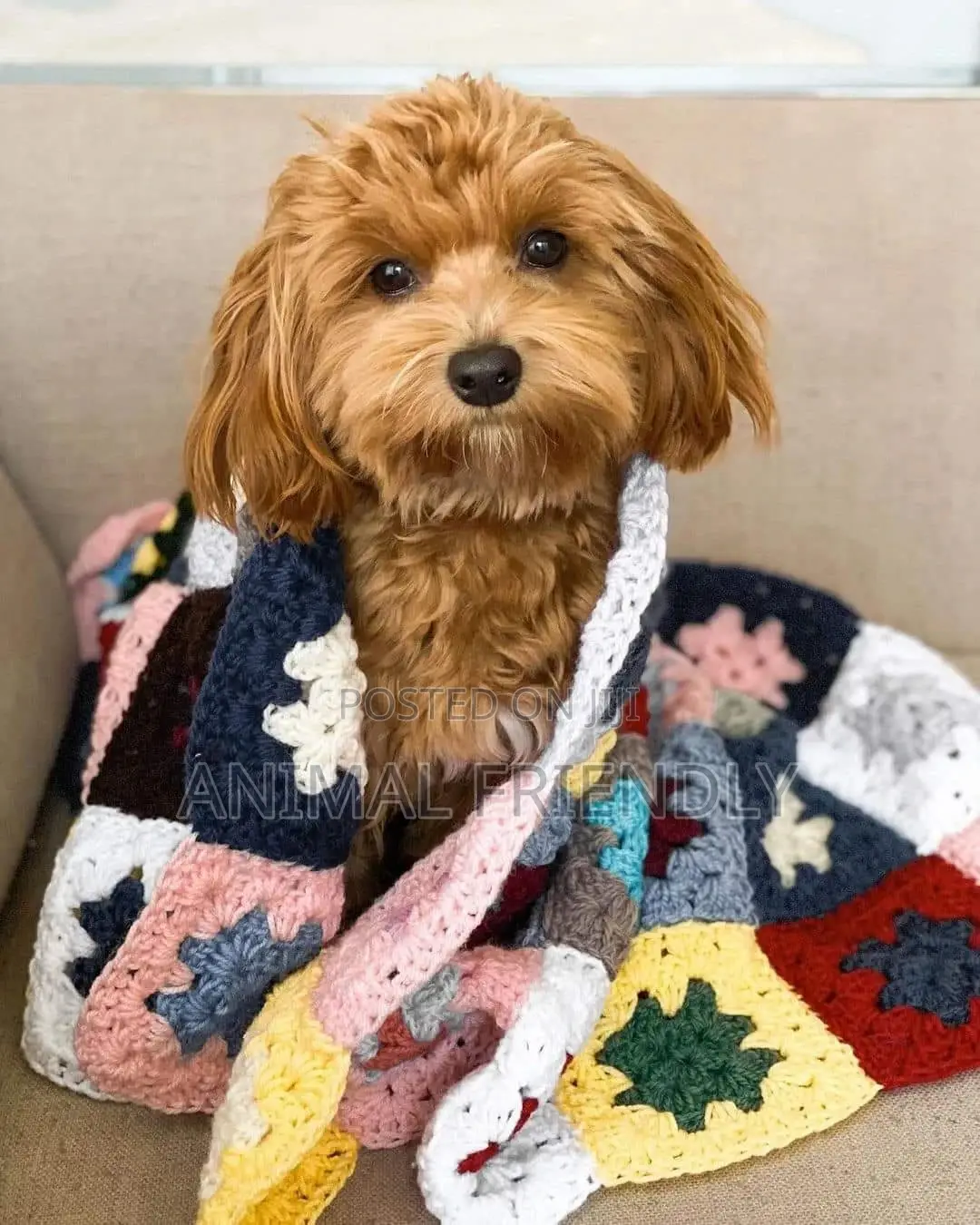 1-3 months Male Purebred Lhasa Apso