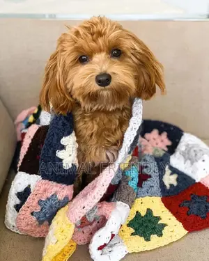 1-3 months Male Purebred Lhasa Apso