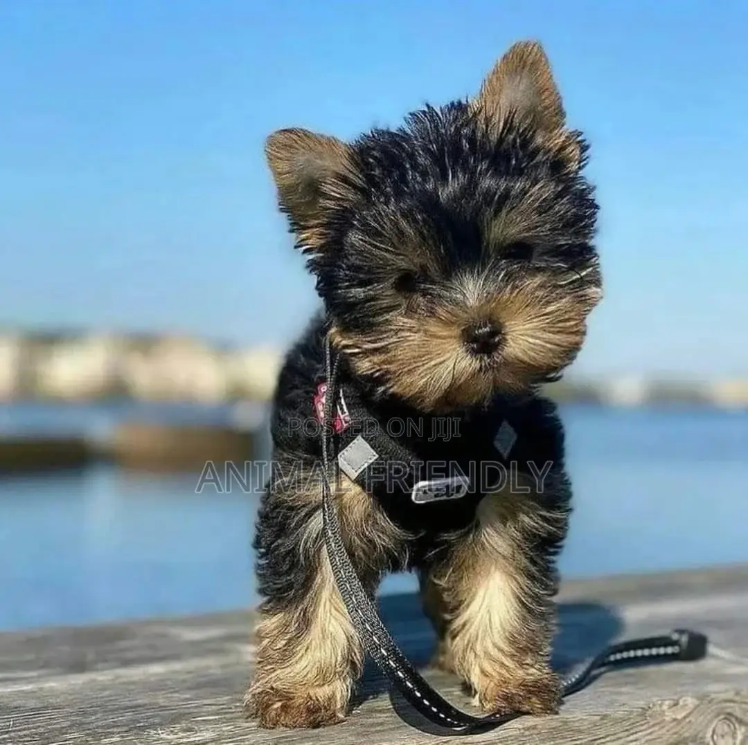 1-3 months Male Purebred Yorkshire Terrier