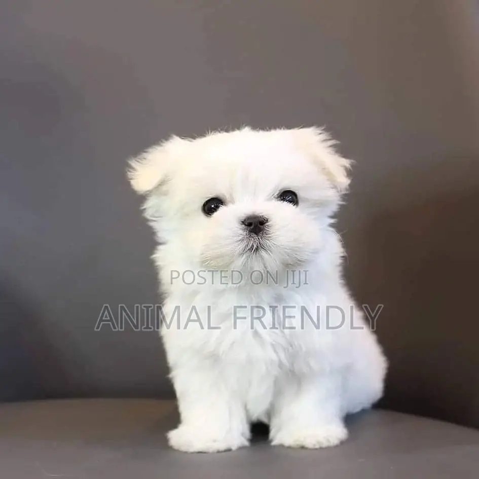 1-3 months Male Purebred Maltese