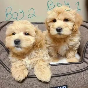 1-3 months Male Purebred Poodle