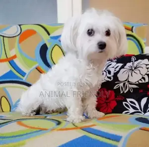 1-3 months Male Purebred Maltese