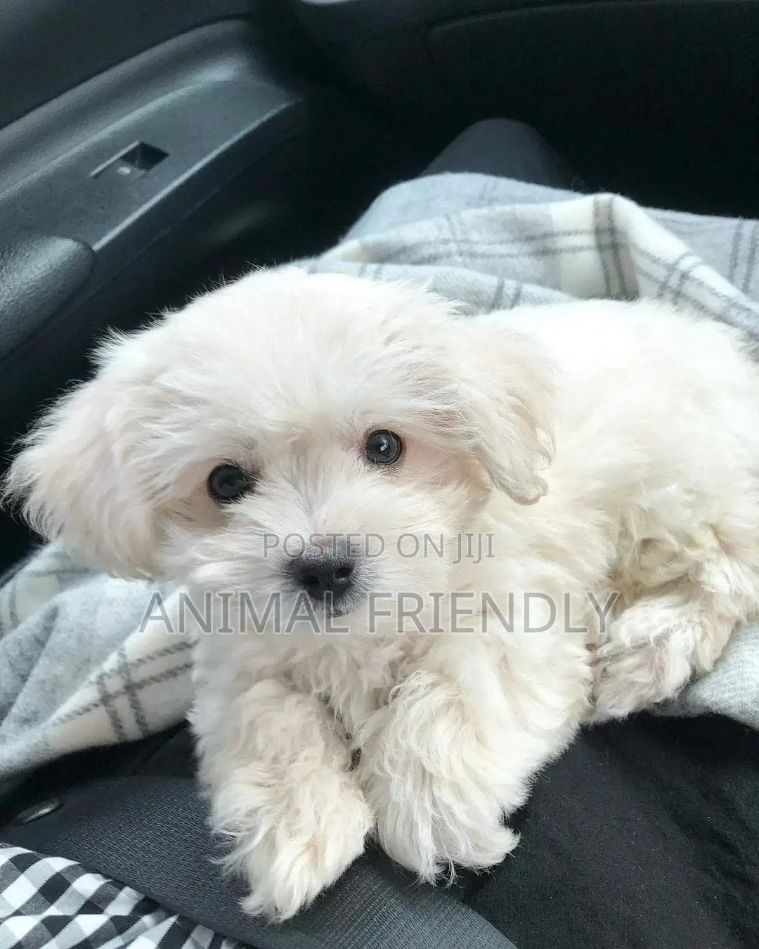 1-3 months Male Purebred Maltese