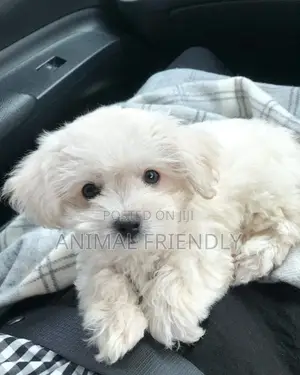1-3 months Male Purebred Maltese