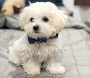 1-3 months Male Purebred Maltese