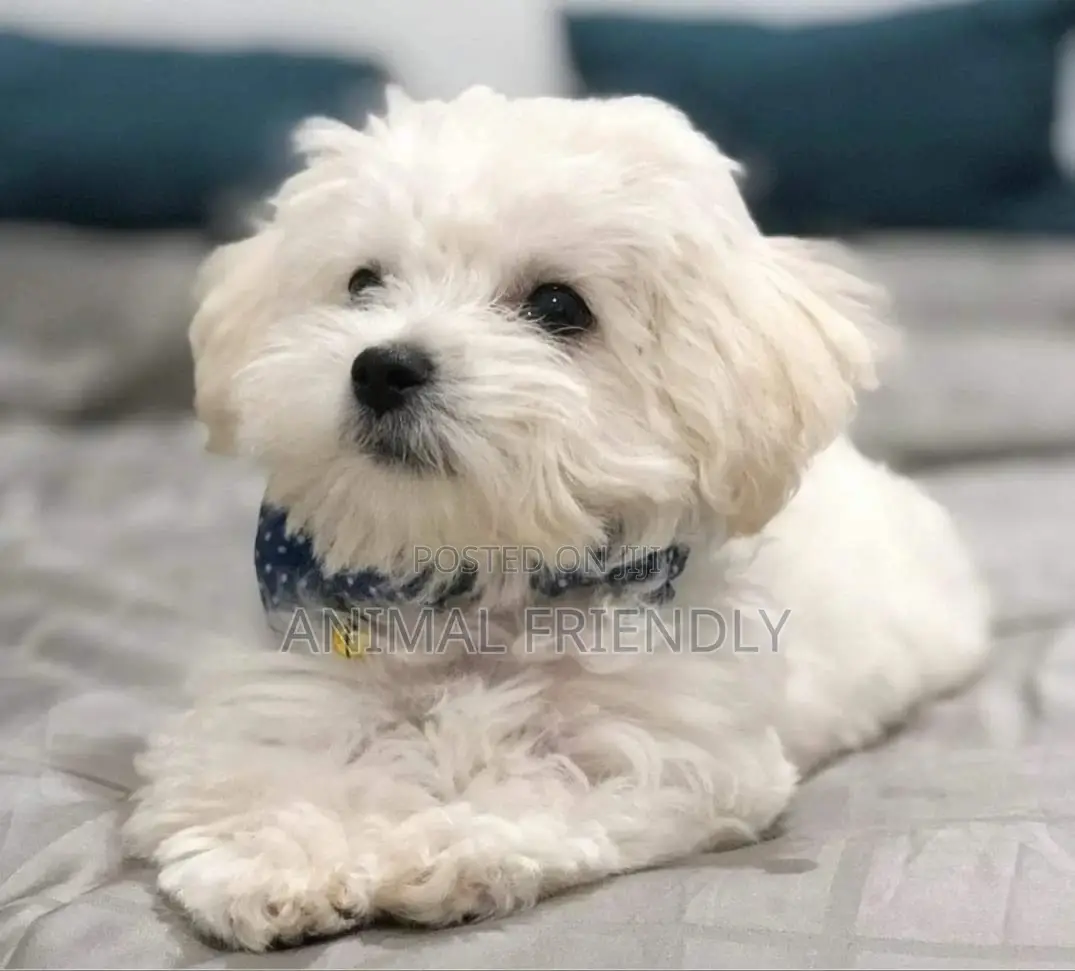 1-3 months Female Purebred Maltese